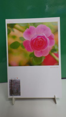 直井和子の絵柄がローズヒップのポストカードの画像