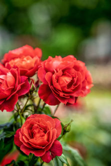 バラ投稿写真66真っ赤な薔薇
