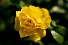 バラ投稿写真67夕日に輝く黄色