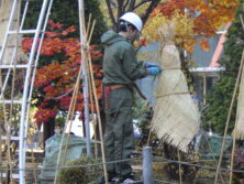 冬囲い作業をする職員の画像