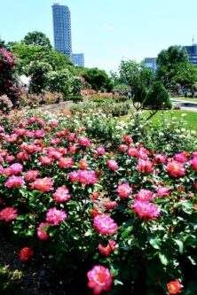 バラ投稿写真「青空と薔薇」