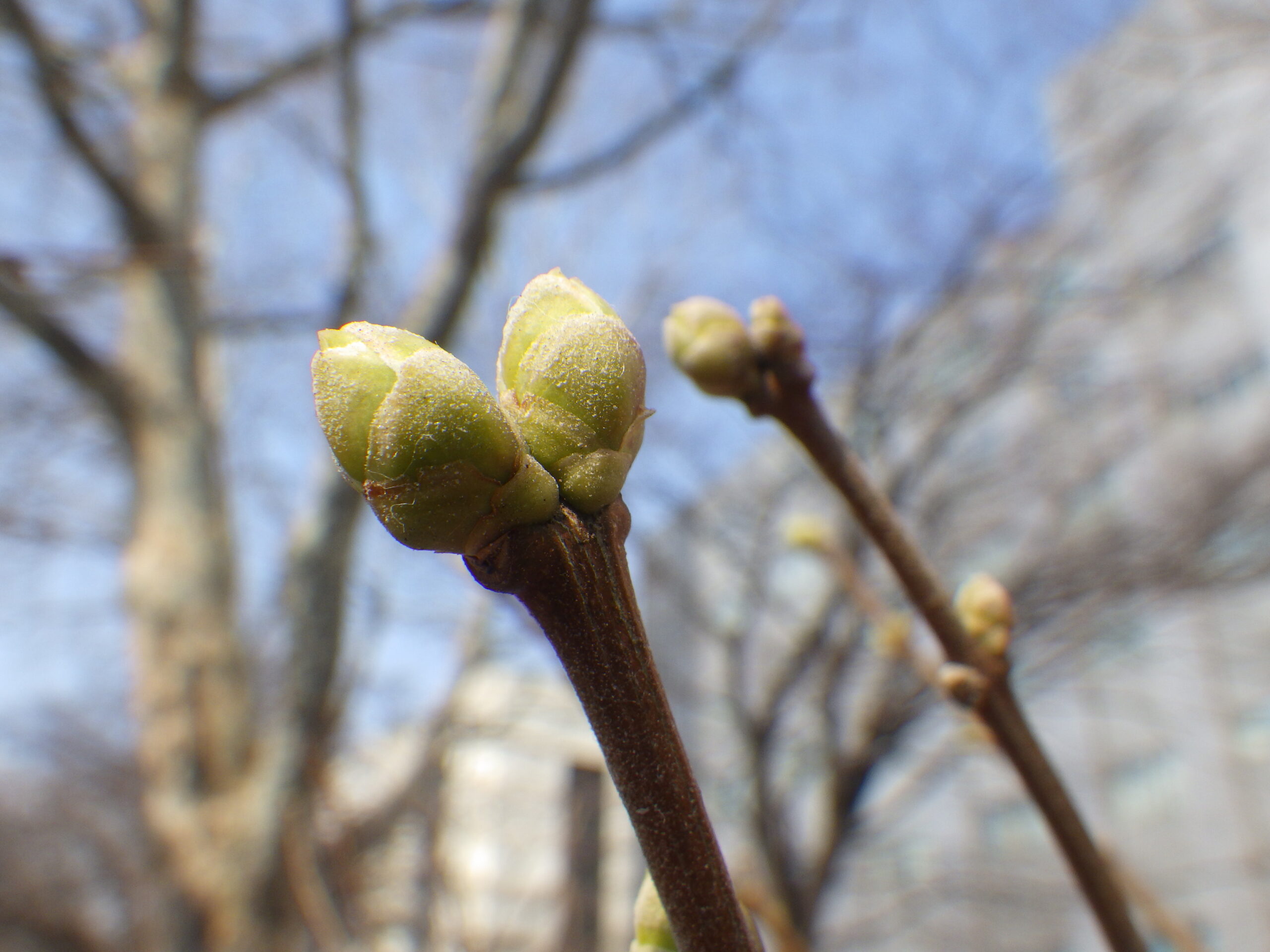 0317ライラックの芽