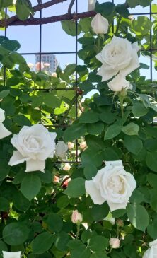 バラ投稿写真「Welcome to the Rose 」