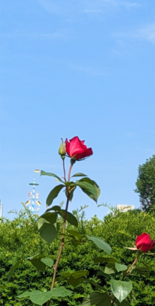 バラ投稿写真「大空に立つ」