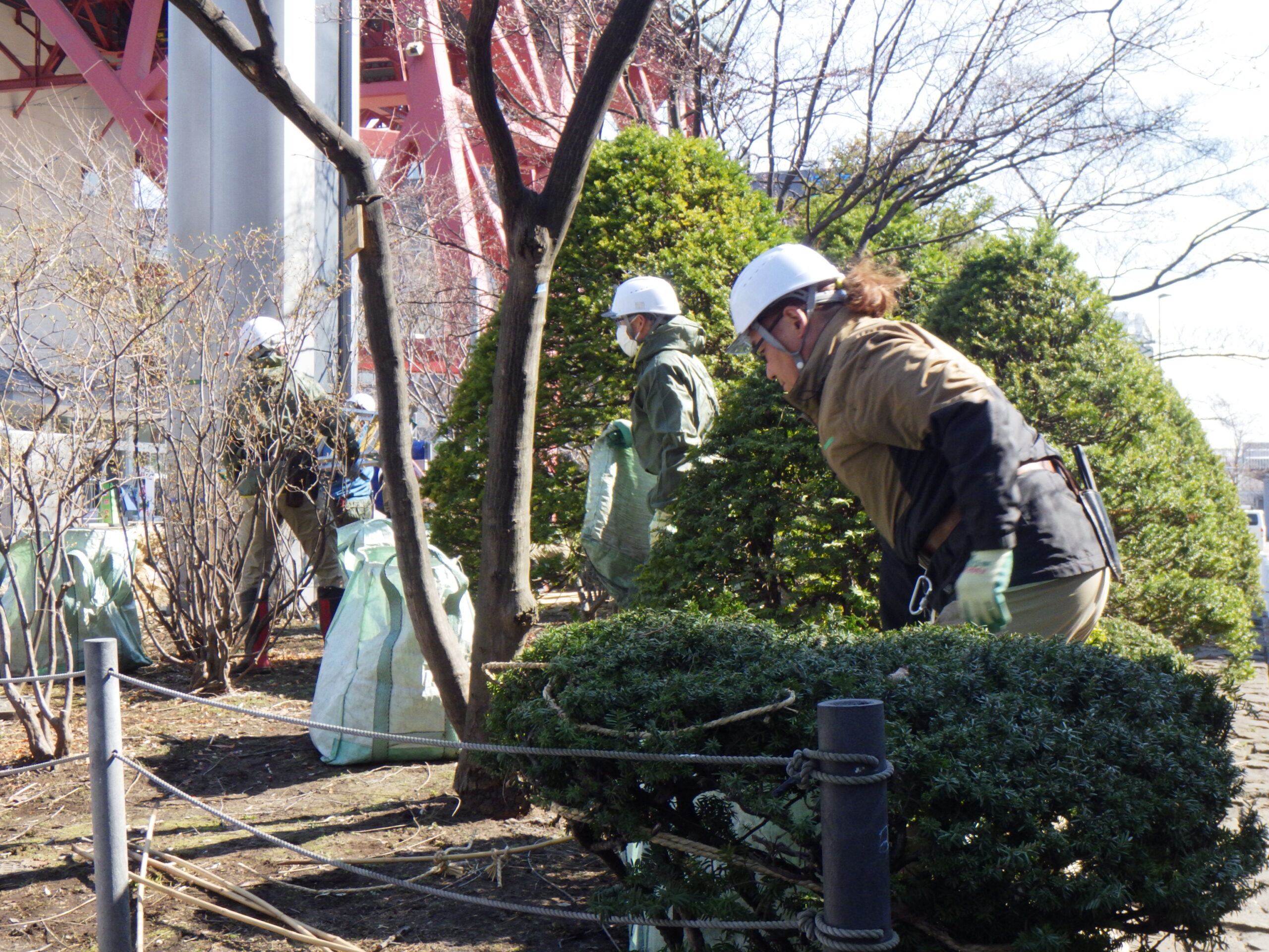 西1丁目高台の冬囲い撤去作業の様子の画像