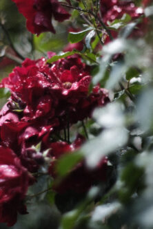 ㉙MYSTIC GARDEN