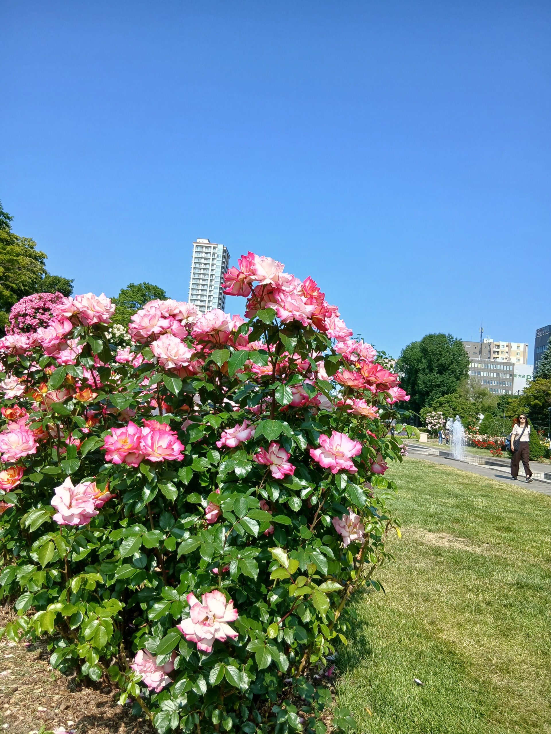 ⑮バラとマンションの融合