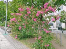 サルスベリの画像