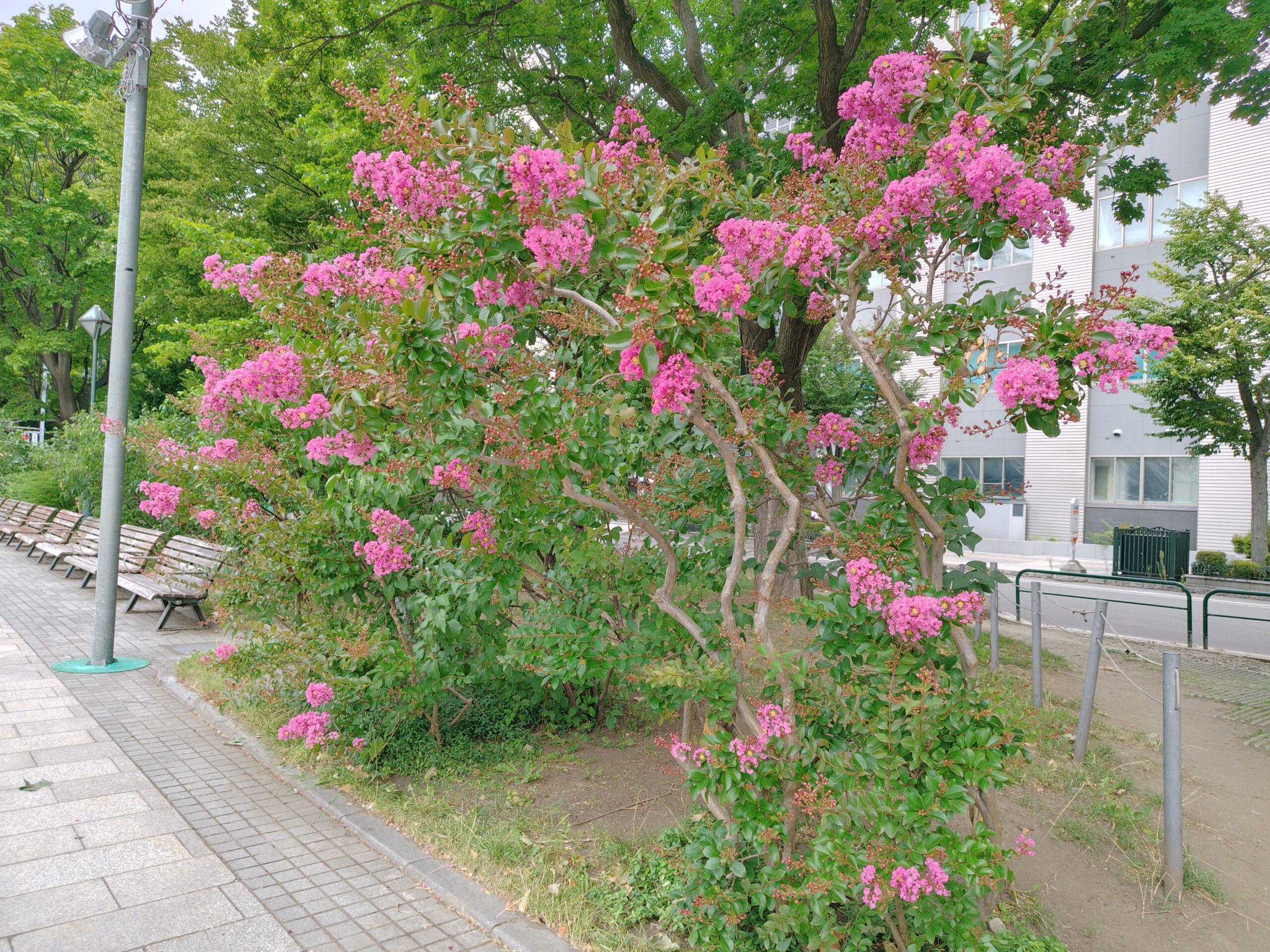 サルスベリの画像