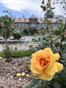 21札幌市資料館と黄色いバラ