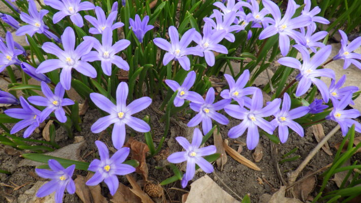 0402西5丁目チオノドクサ