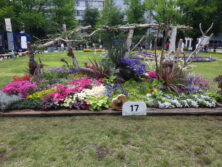 R8年度コンクール花壇1市長賞