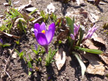 西6丁目北東の花壇に咲くクロッカスの画像