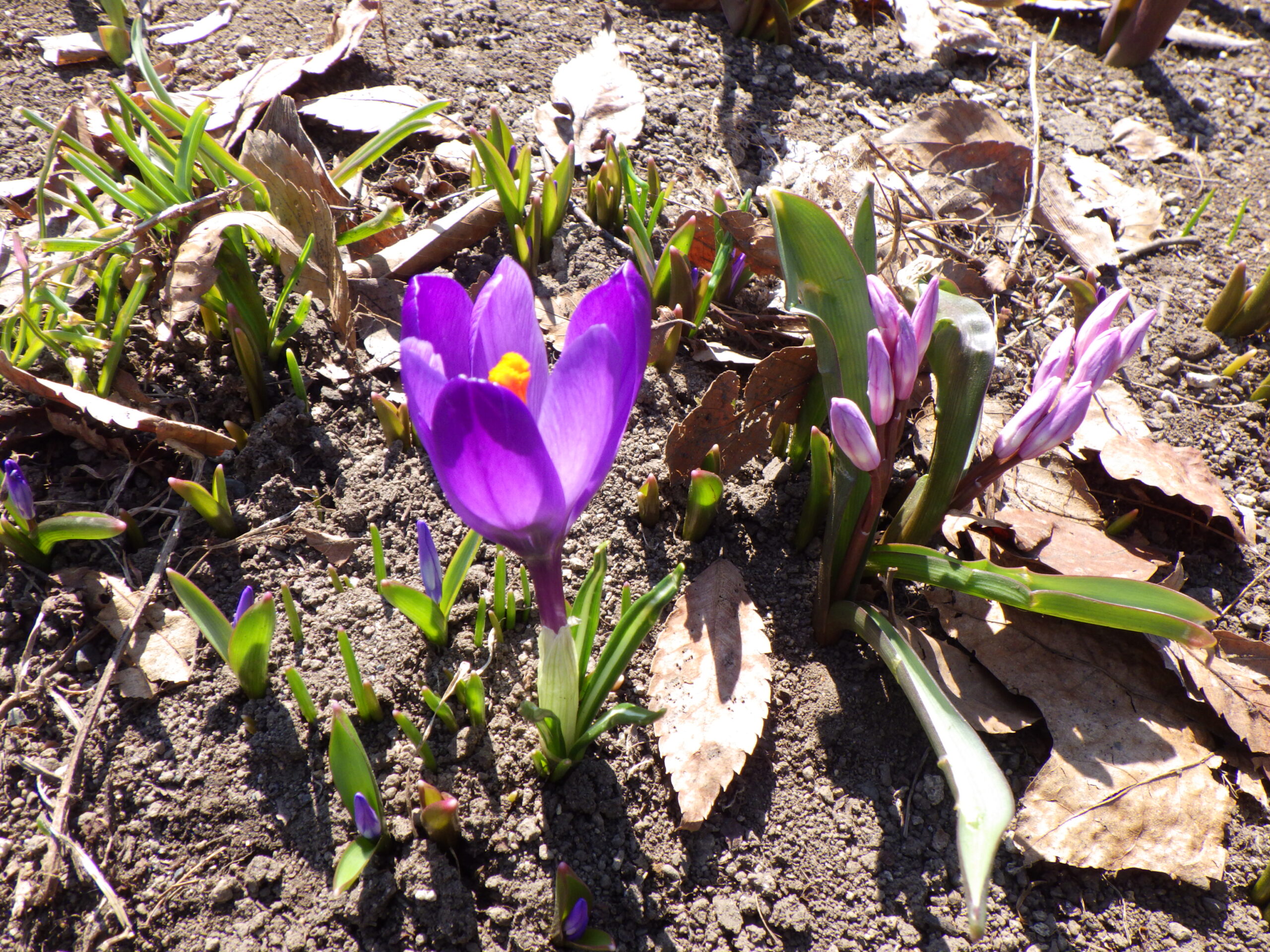 西6丁目北東の花壇に咲くクロッカスの画像