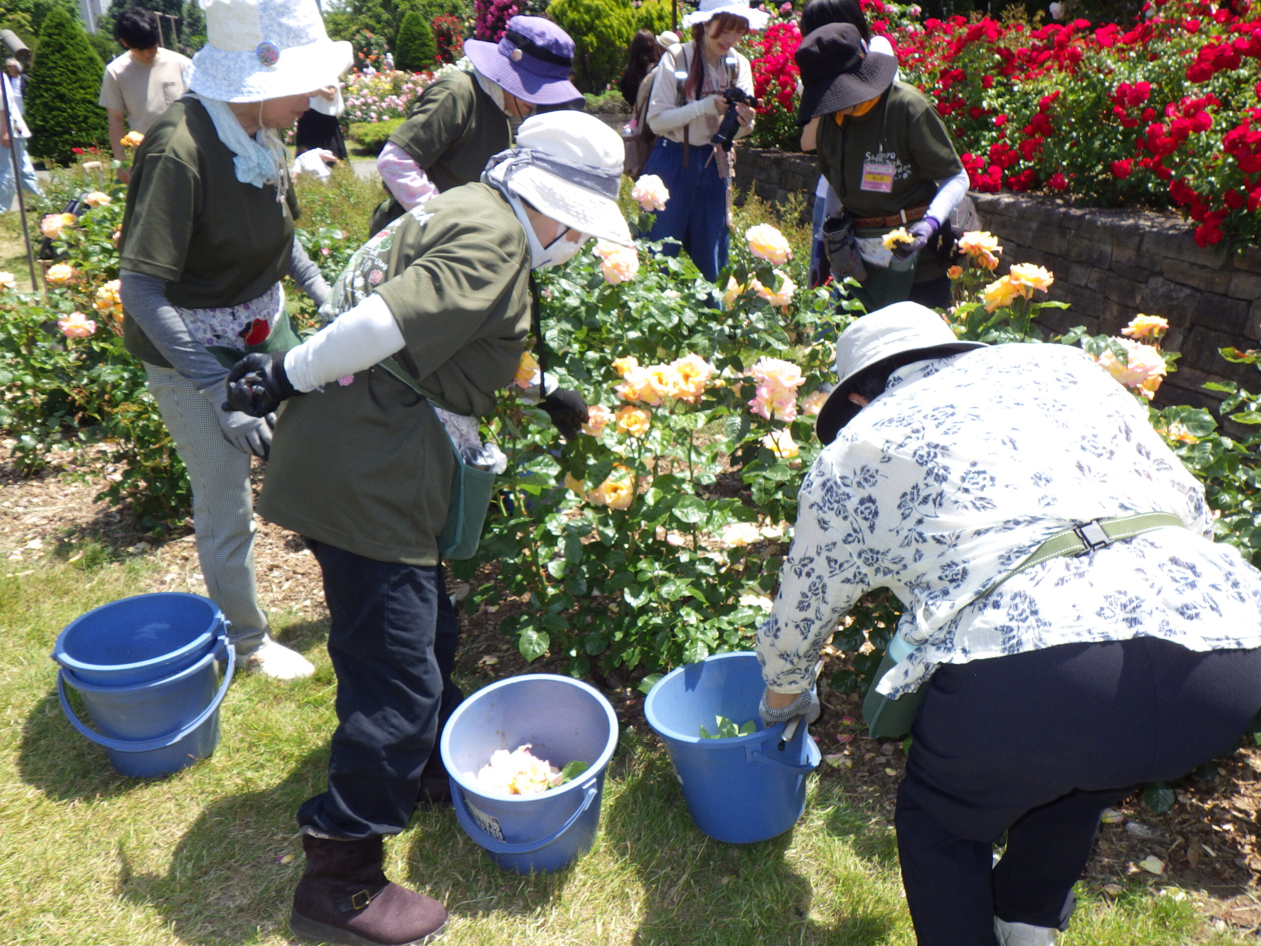 西12南側バラボランティアさん活動の様子R8.6.20④