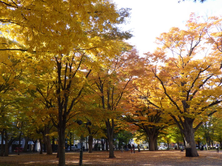 黄葉するケヤキの画像