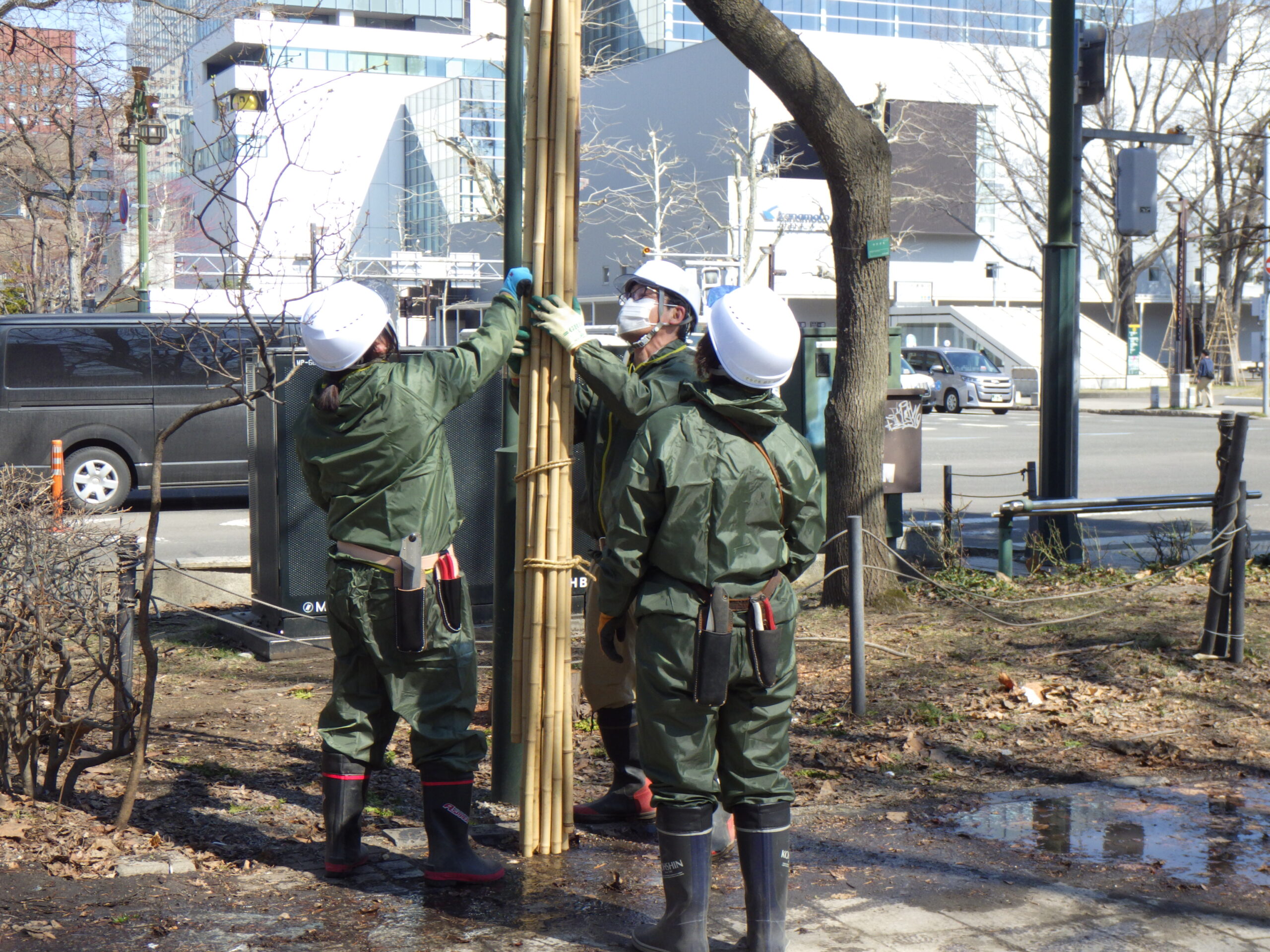 西2丁目北東側冬囲い撤去作業の様子の画像