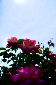 バラ投稿写真「空を見上げるバラ」