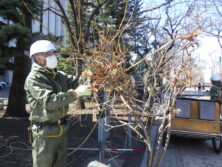西2丁目南東側冬囲い撤去作業の様子の画像