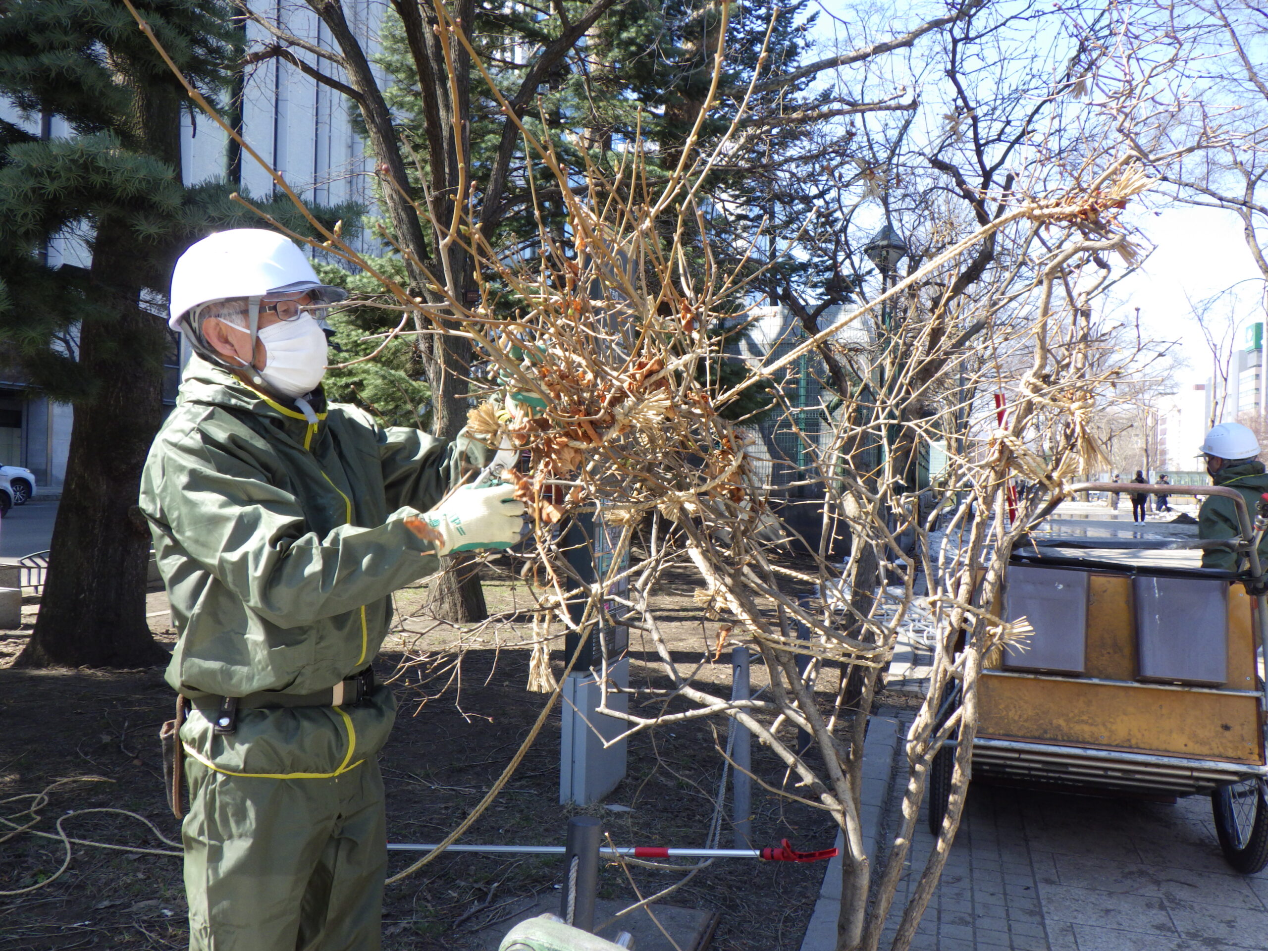 西2丁目南東側冬囲い撤去作業の様子の画像