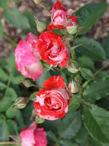 バラ投稿写真「薔薇のお菓子」