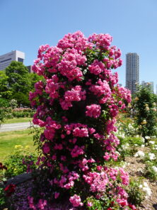 ㉔薔薇のタワー