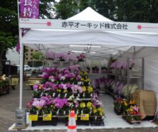 花フェスタ会場蘭の販売の画像