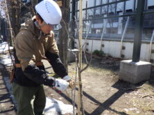 西2丁目南側冬囲い撤去作業の様子の画像