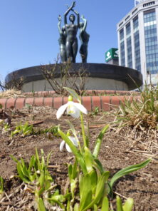 西3丁目円花壇の東側に咲くスノードロップと泉の像の画像