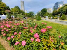 バラ投稿写真「サンクガーデンから望む大通公園」