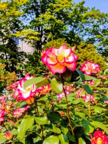 バラ投稿写真「光を受けて華やかに咲く薔薇」