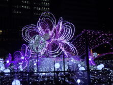 西3丁目ウインターブロッサムズが点灯している画像