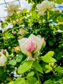バラ投稿写真「薔薇一輪」