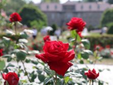 バラ投稿写真09深紅の薔薇