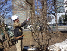西1丁目北側の冬囲い撤去作業の様子の画像