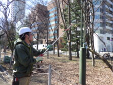 西8丁目冬囲い撤去の様子の画像