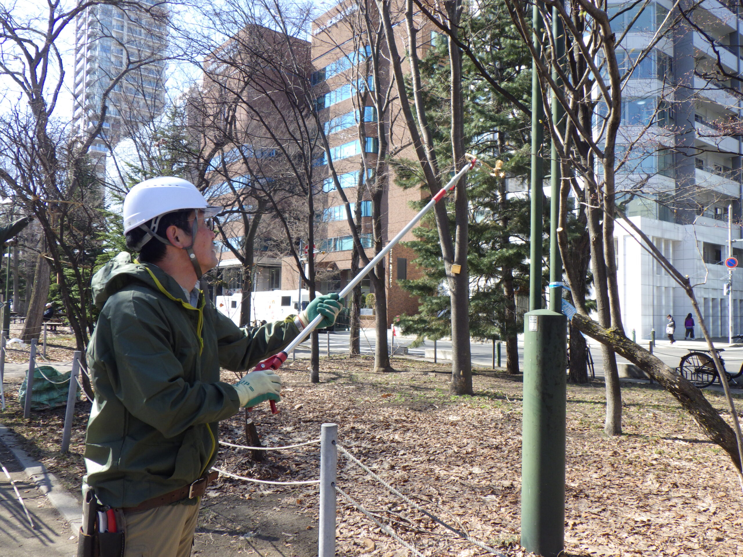 西8丁目冬囲い撤去の様子の画像