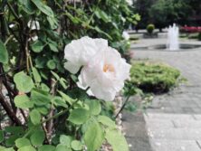㊱静かな自信