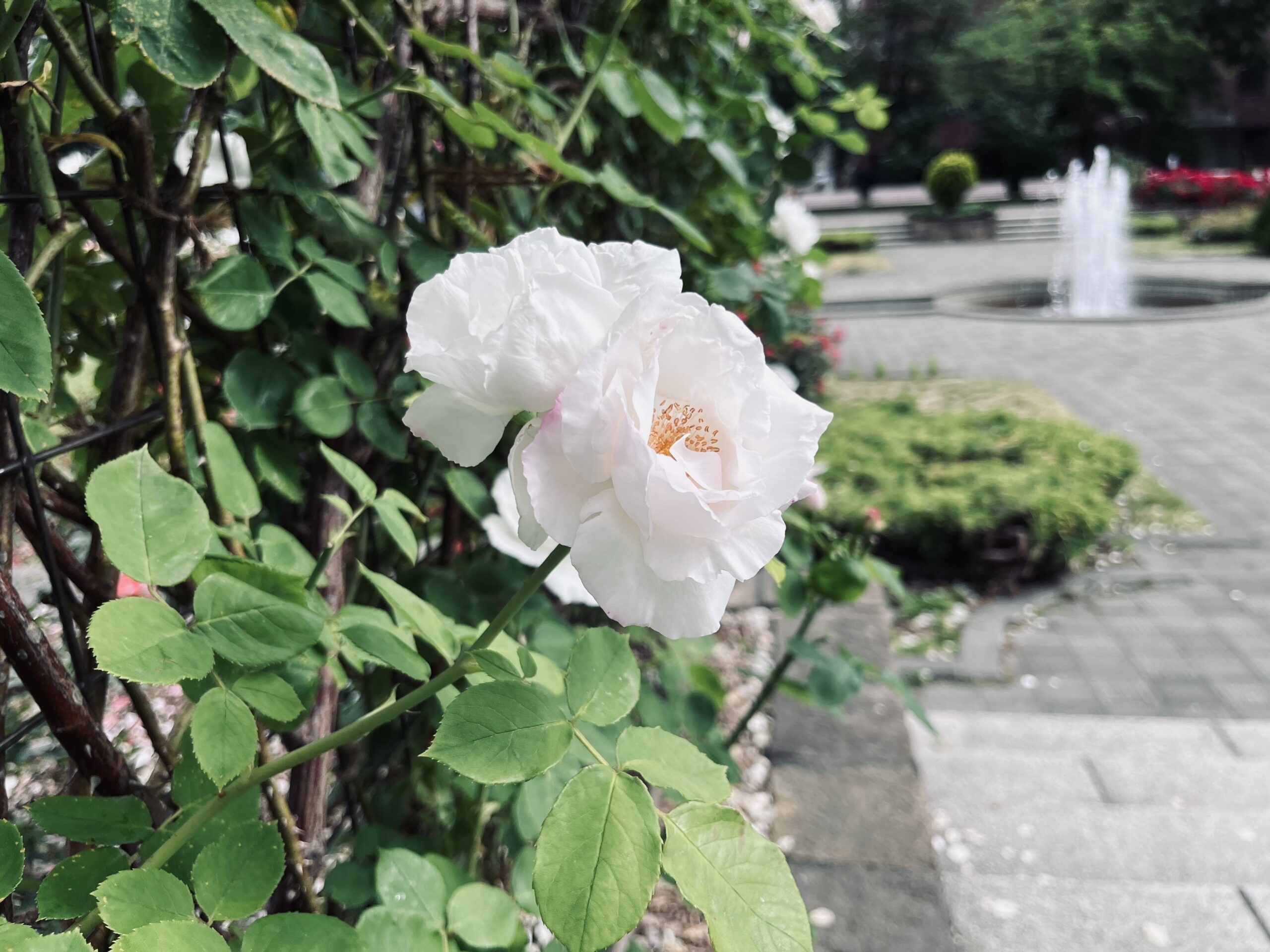 ㊱静かな自信