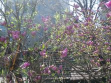 エゾムラサキツツジの開花