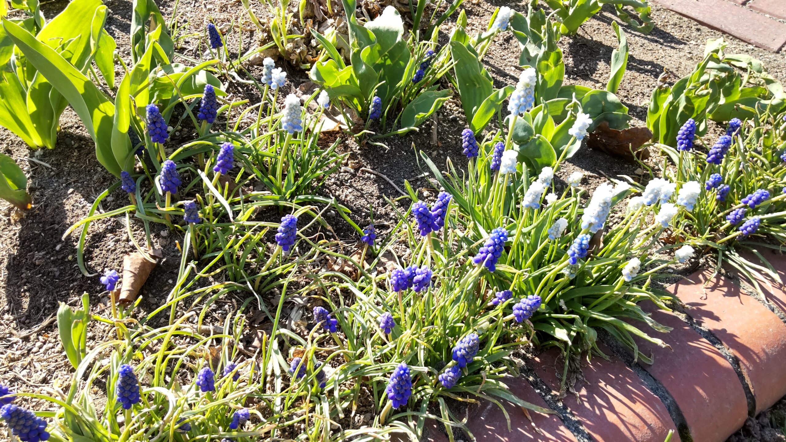 7から8本の濃い紫と水色のムスカリのが咲いている画像