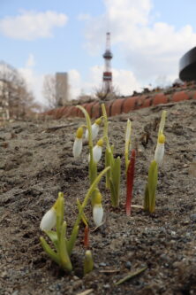 西3丁目円花壇に咲くスノードロップの画像