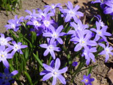 西5丁目北東森の花壇に咲くチオノドクサの画像