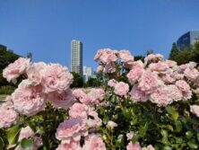 バラ投稿写真「バラと高層ビル」