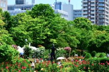 バラ投稿写真「Garden in the city」