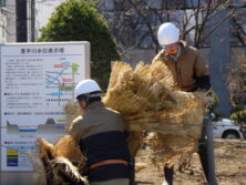 西1丁目高台の冬囲い撤去作業の様子の画像