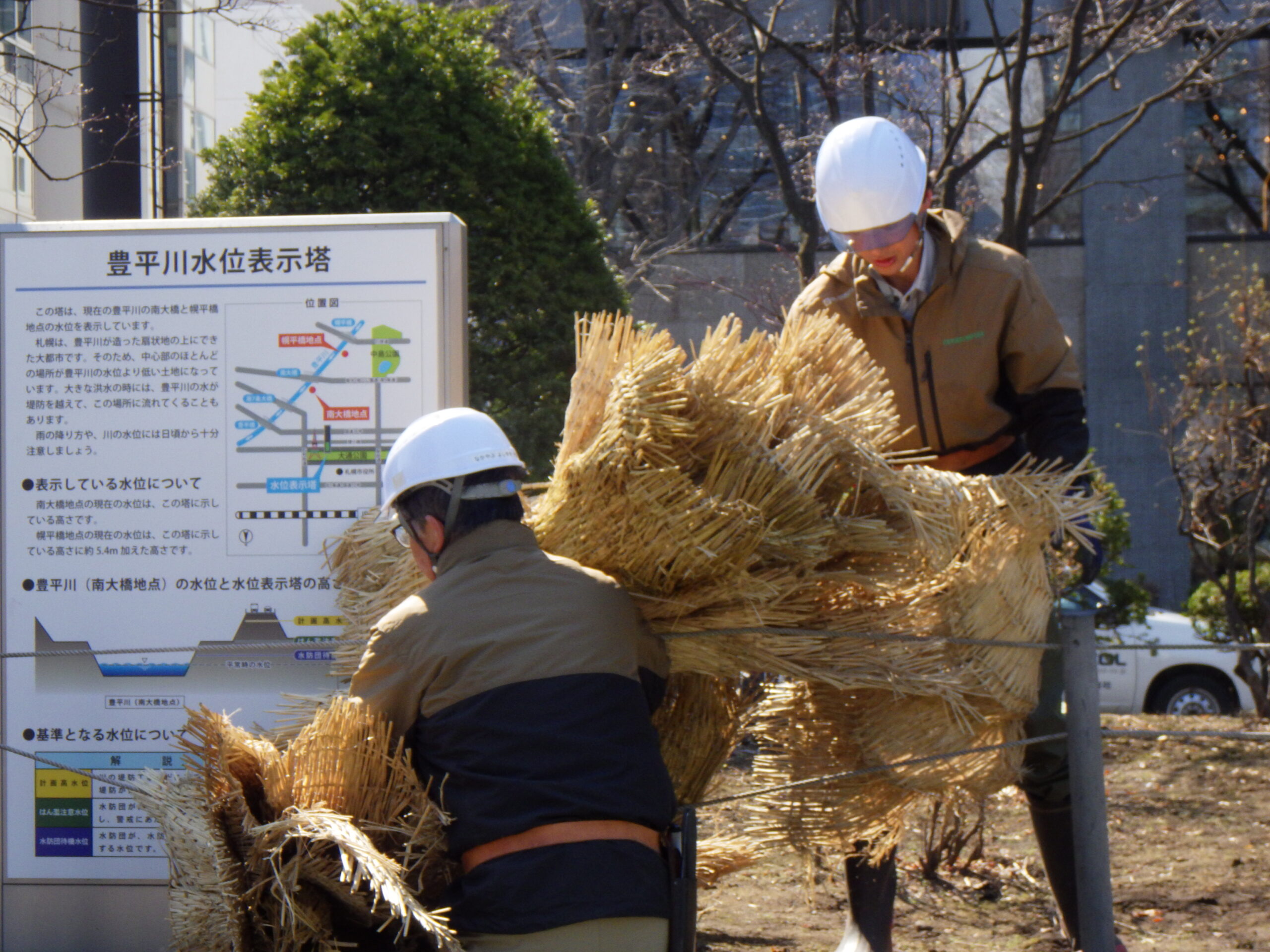 西1丁目高台の冬囲い撤去作業の様子の画像