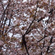 7丁目の桜