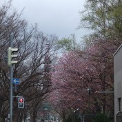 6丁目の桜