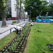 市民ボランティア夏花壇植え込みの様子